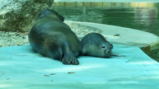 Harbour seal (Phoca vitulina) baby — Stockvideo