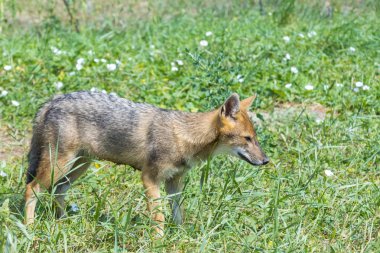 Genç altın çakal (Canis aureus)