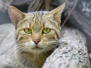 European wild cat (Felis silvestris silvestris)