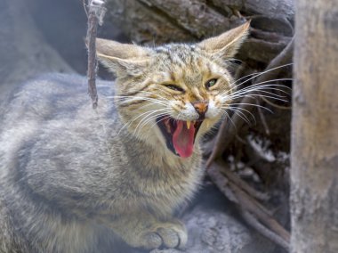 European wild cat (Felis silvestris silvestris)
