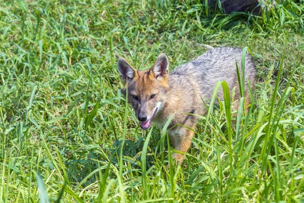 Jeune chacal doré (Canis aureus ) — Photo