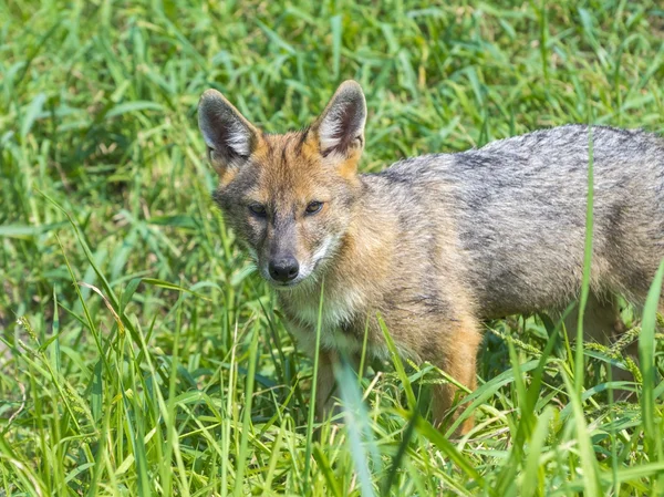 Młody Szakal złocisty (Canis aureus) — Zdjęcie stockowe