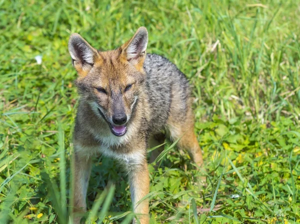 Junger Goldschakal (canis aureus)) — Stockfoto