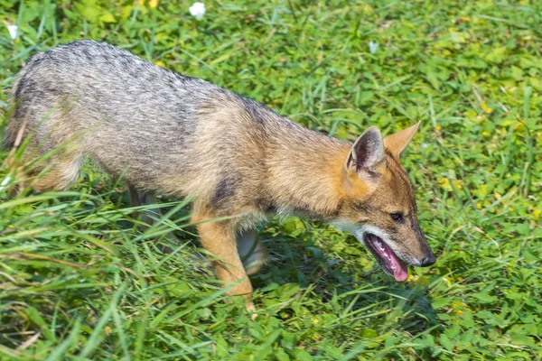 Unga gyllene schakal (Canis aureus) — Stockfoto