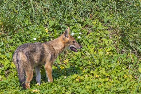 Unga gyllene schakal (Canis aureus) — Stockfoto