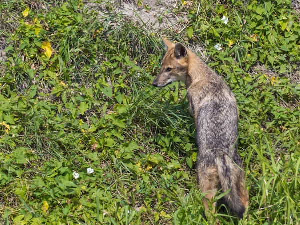 Jovem chacal dourado (Canis aureus ) — Fotografia de Stock