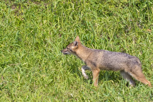 Giovane sciacallo d'oro (Canis aureus ) — Foto Stock