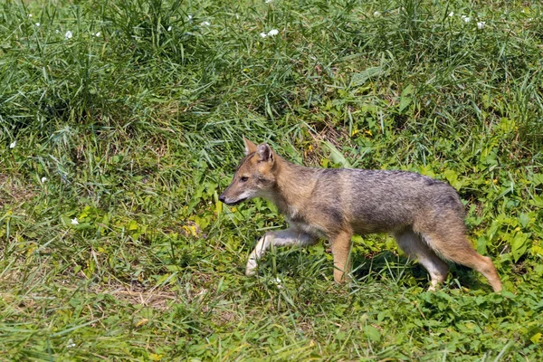 Genç altın çakal (Canis aureus) — Stok fotoğraf