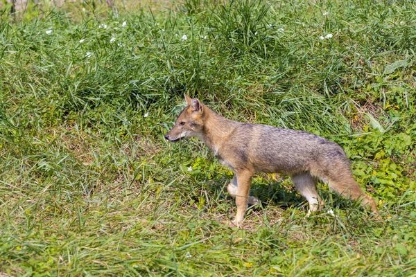 Unga gyllene schakal (Canis aureus) — Stockfoto