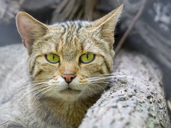 Europese wilde kat (Felis silvestris silvestris) — Stockfoto