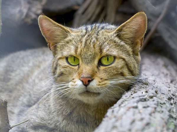 Європейська дика кішка (Felis silvestris silvestris) — стокове фото