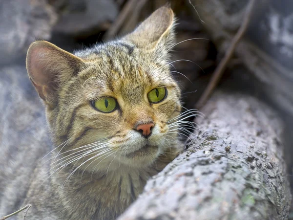 Europese wilde kat (Felis silvestris silvestris) — Stockfoto