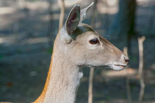 Persian fallow deer (Dama mesopotamica) — Stock Photo, Image