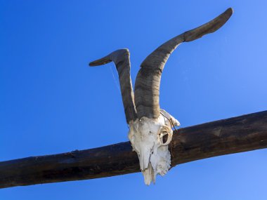 Keçi kafatası bağlantı noktasında
