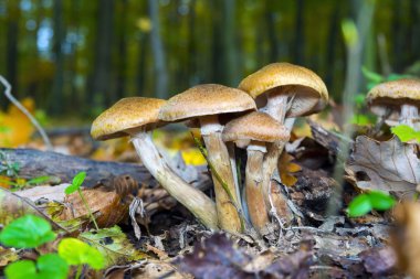 Armillaria mellea mantar