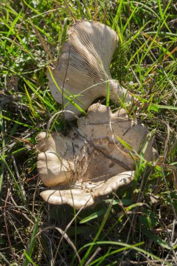 Clitocybe costata mantar