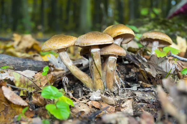 Armillaria mellea mushroom Royalty Free Stock Images