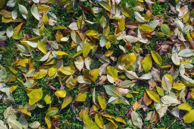 Yere düşen yapraklar.