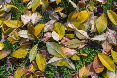 Yere düşen yapraklar.