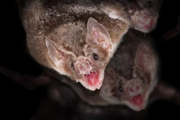 Murciélagos vampiros comunes (Desmodus rotundus ) — Foto de Stock