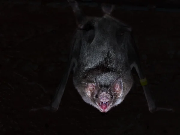 Murciélago vampiro común (Desmodus rotundus ) — Foto de Stock