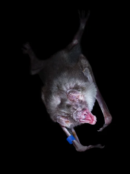 Murciélago vampiro común (Desmodus rotundus ) — Foto de Stock