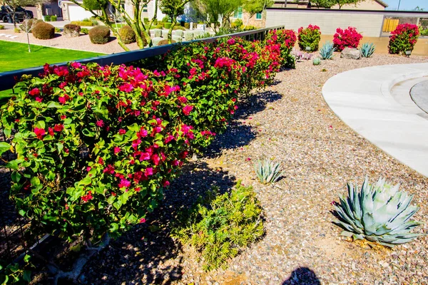 Paisajismo Colorido Del Desierto Con Flores Flor —  Fotos de Stock