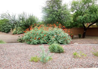 Terk Edilmiş Otlu Bir Öykü Evi
