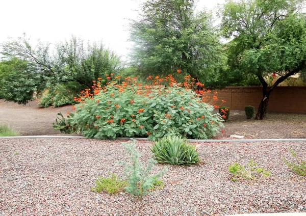 Terk Edilmiş Otlu Bir Öykü Evi