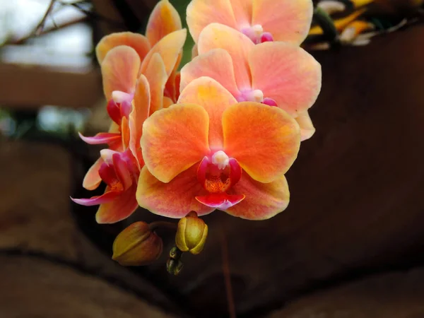 Orchidee Blumen Details — Stockfoto