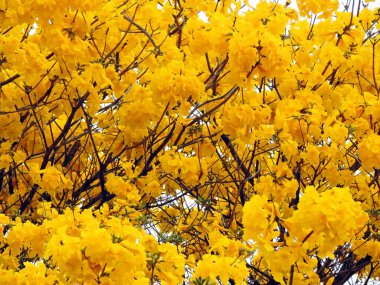 Sarı çiçeklerle dolu dalların ayrıntıları