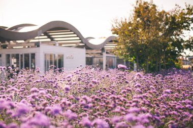 Rusya 'nın başkenti Moskova' daki Krimsky Muzeon Halk Parkı 'nın önündeki mor çiçek tarhları.