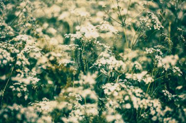 Yasnaya Polyana yakınlarındaki Voronka nehri üzerindeki tahta köprü, Leo Tolstoy Tula bölgesinde, Rusya