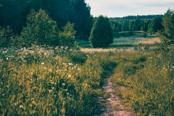 Stig Över Sommarfältet Till Skogen Rouza Distriktet Moskva Regionen Ryssland — Stockfoto