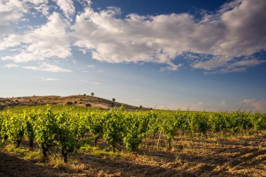 Üzüm bağında sıra sıra üzüm