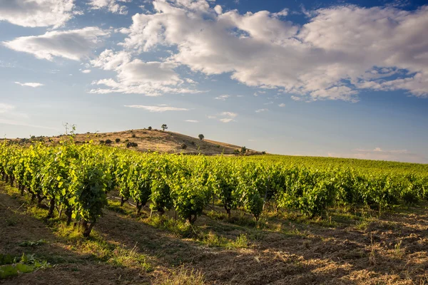 Traubenreihen im Weinberg — Stockfoto