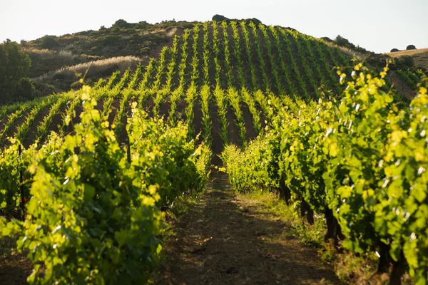 Traubenreihen im Weinberg — Stockfoto