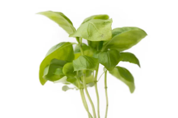 Verse basilicum plant — Stockfoto