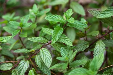 Nane bitkiler bahçede 