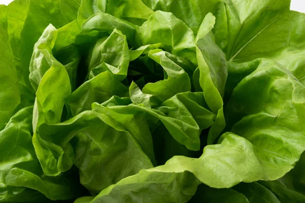 Fresh Butter Lettuce Isolated White Background — Stock Photo, Image