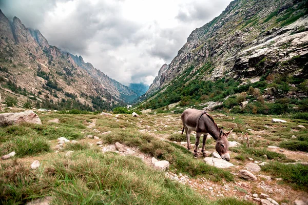 Mountain Landscape Donkey — Stock Photo, Image