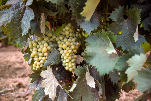 Grapes Vine Growing Close — Stockfoto