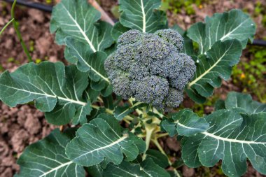 Lahana Bahçe tarımı 