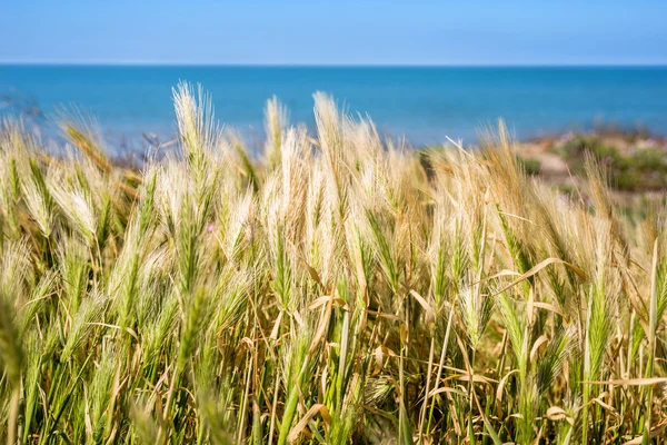 Sardinia, Marina di Arborea beach — Stock Photo, Image