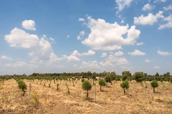 Dolianova (ca), zeytin ağaçları — Stok fotoğraf