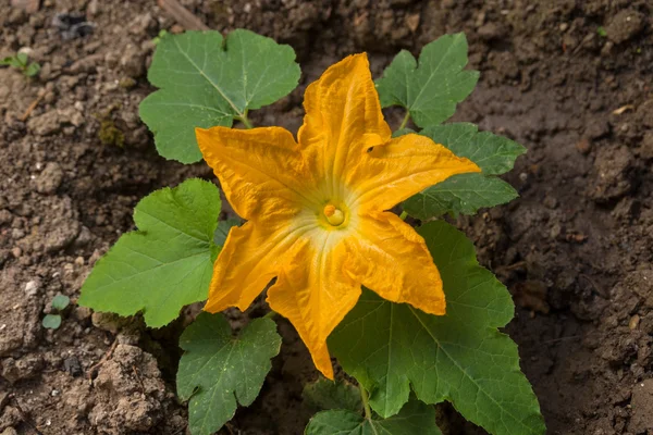 Flor de calabacín — Foto de Stock