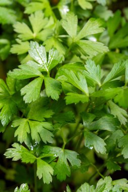 Kıvırcık maydanozların yakın çekim görüntüsü