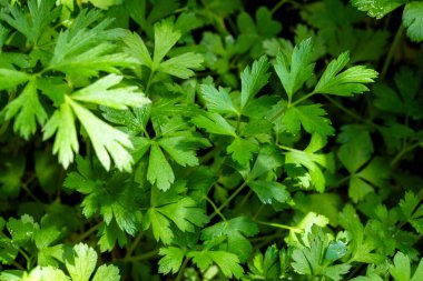 Kıvırcık maydanozların yakın çekim görüntüsü