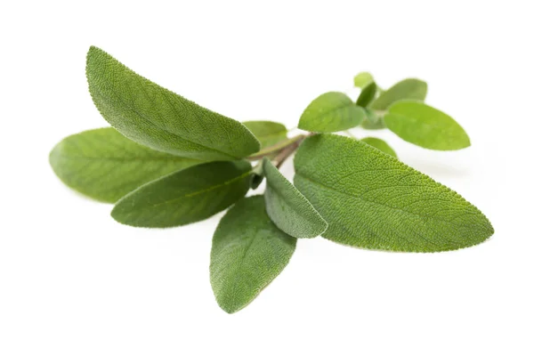 Sage on white — Stock Photo, Image