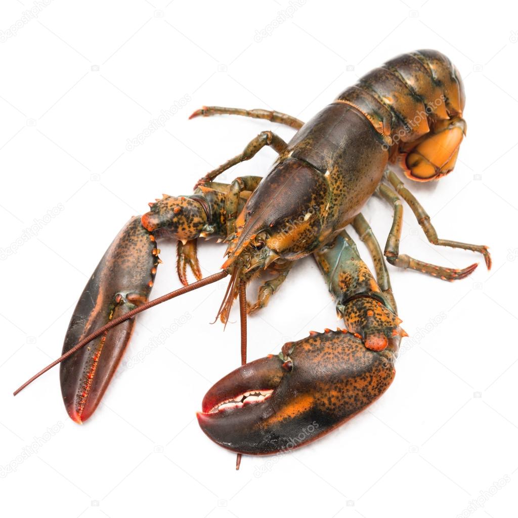 Raw Lobster isolated 